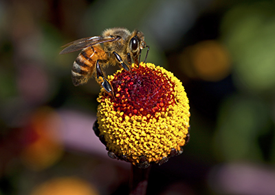 Bee on Eyeball Flower